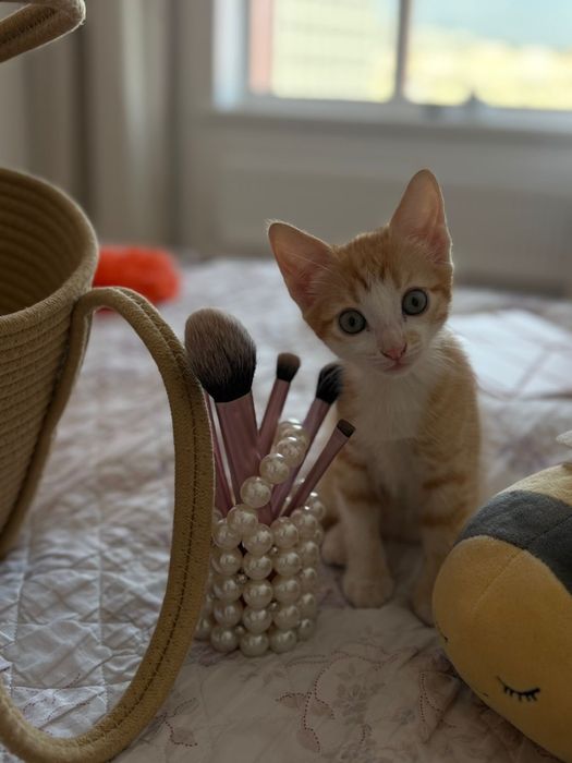 Отдаем котенка в добрые руки
