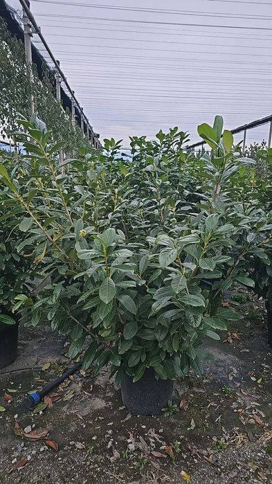 Prunus laurocerasus gard veșnic verde