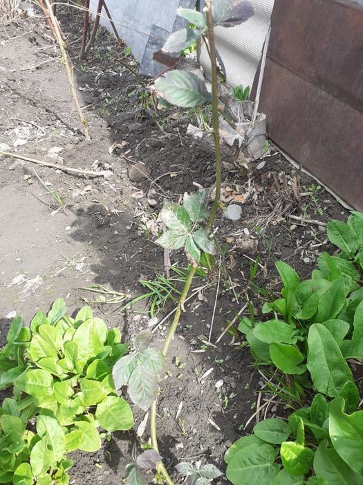 Продам ежемалину