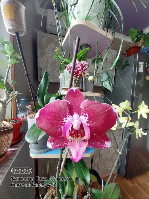 Комнатные цветы,адаптированные