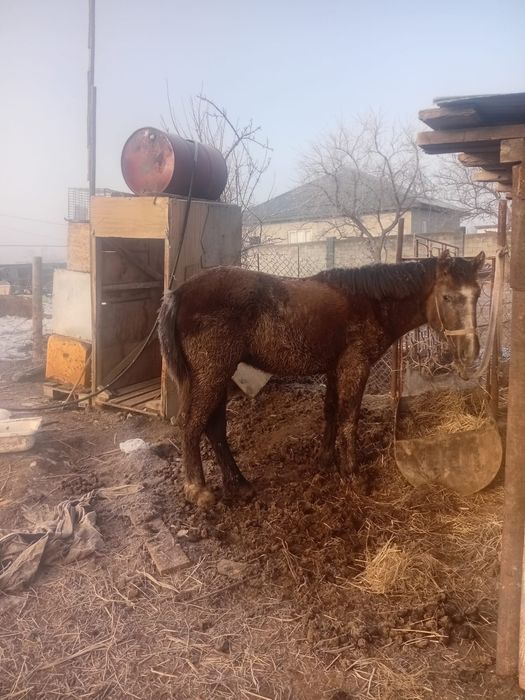 Продам лошади в дача Ветеране