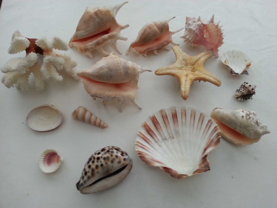 Морска красота за декорация