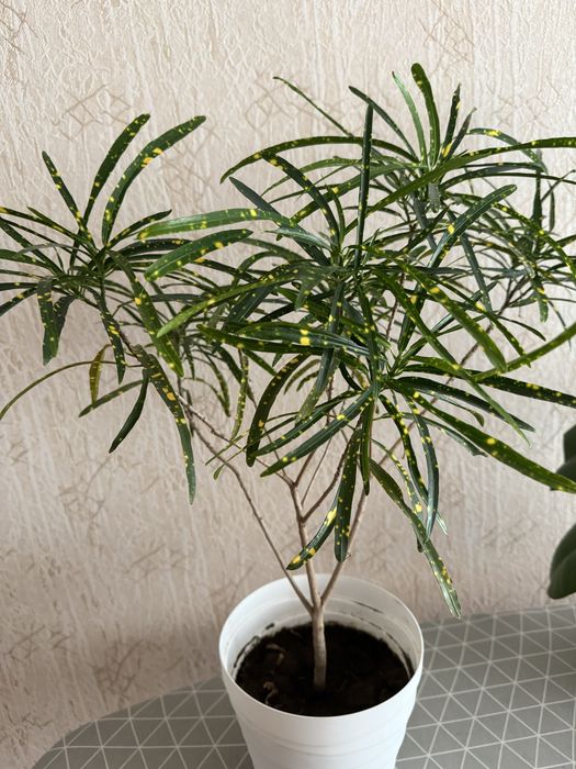 Продам цветы домашние