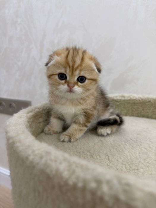 Чистокровные золотистые шиншиллы от правильной вязки