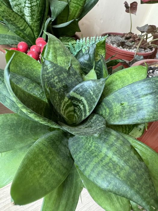 Комнатное растение сансевиерия