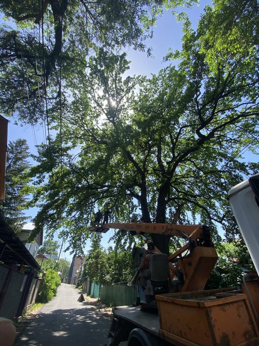 Спил деревьев Алматы и обл.