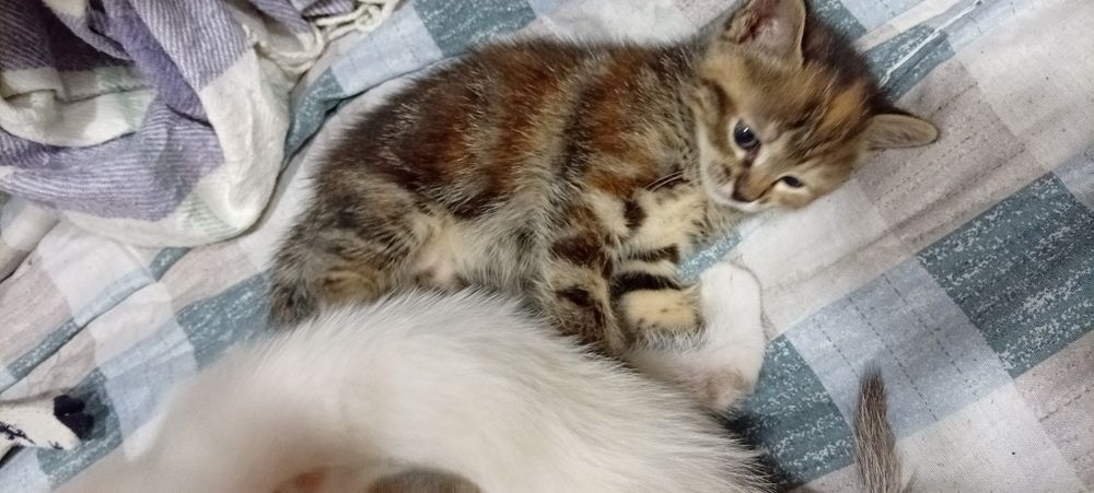 Отдам котят, 1.5 мес