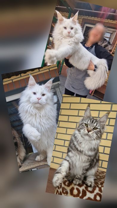 Мейн-куны котята.