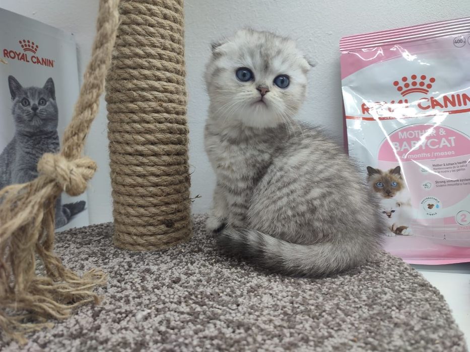 висЛоуХие ПлЮшевыЕ коТята