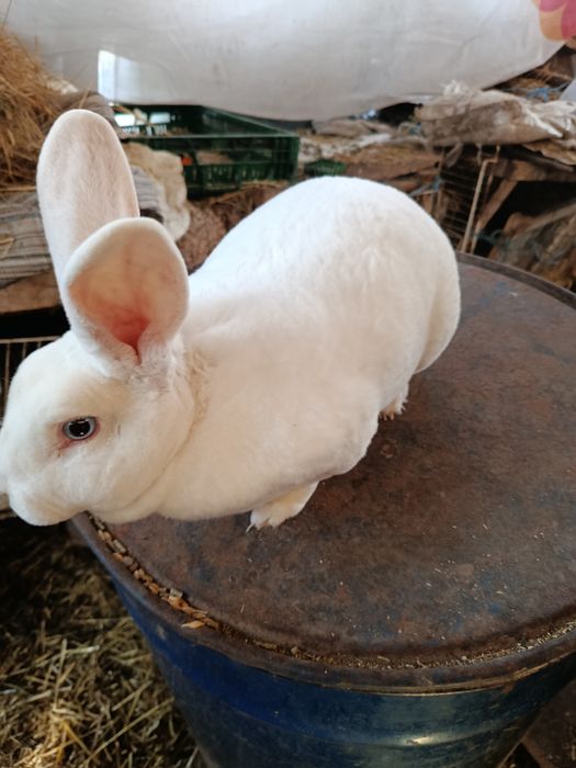 Iepuri Rex alb cu ochi albaștri