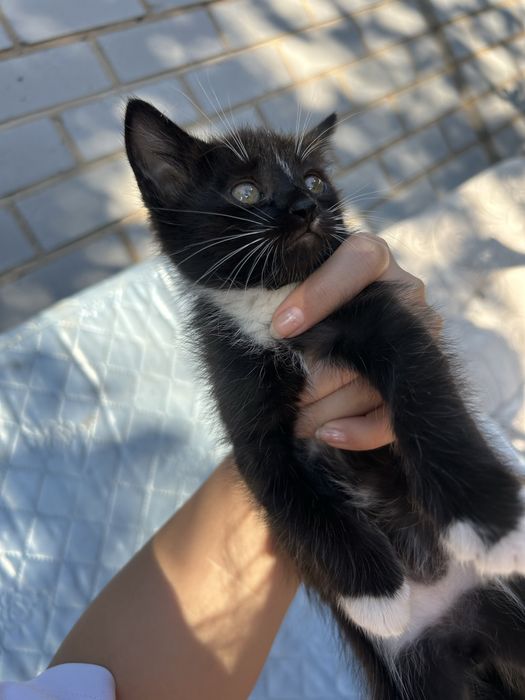Котенок в добрые руки