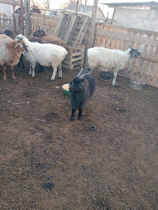 1 үлкен ешкі, 1 теке сатылады