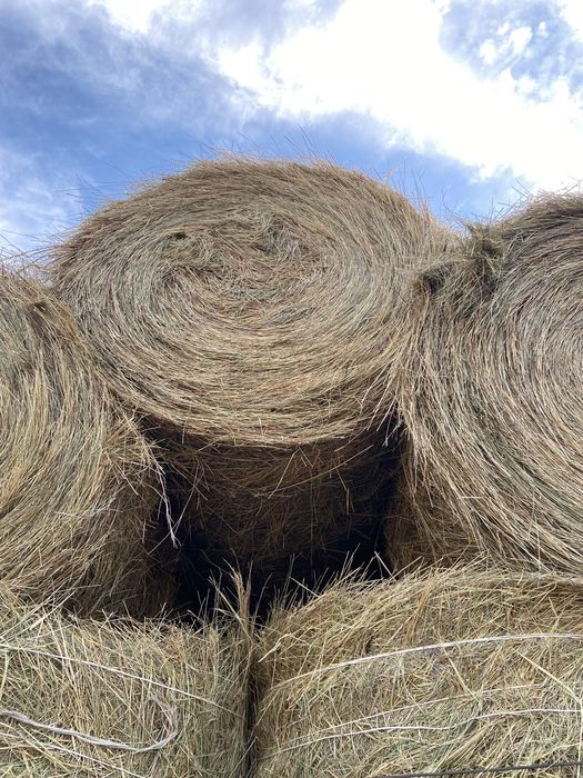 Продам сено в рулонах