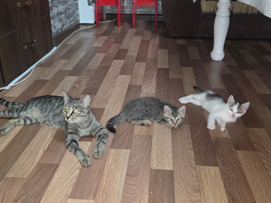 Котята отдам в добрые руки