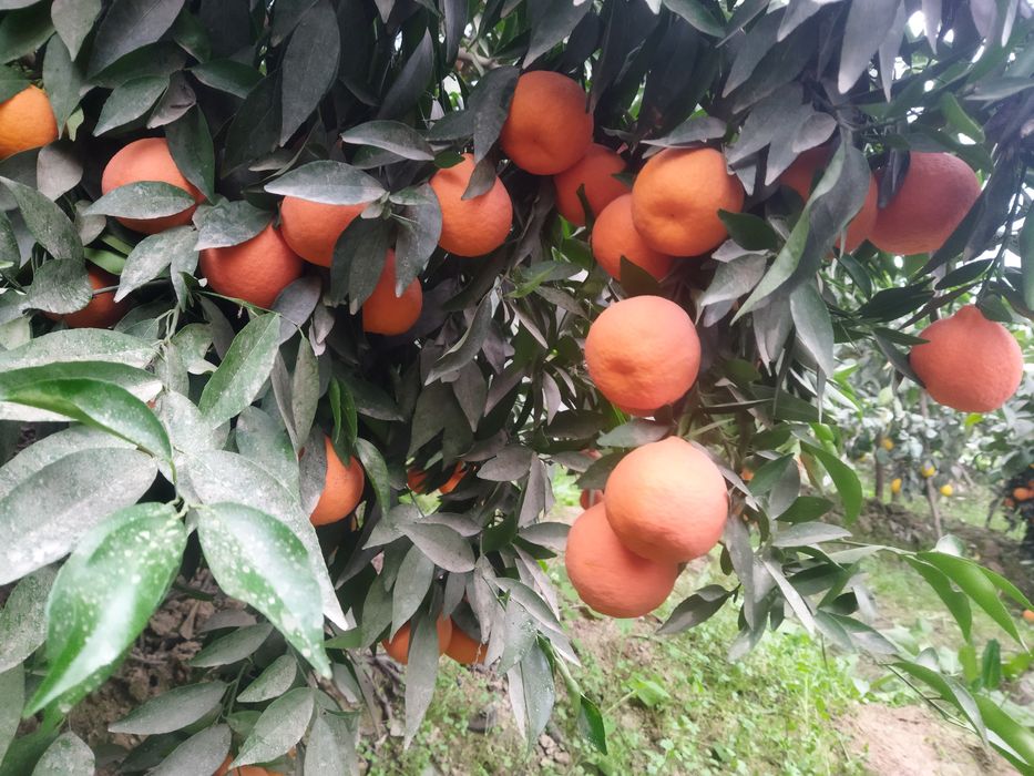 Мандарин апилсин Лимон кучатлари бор