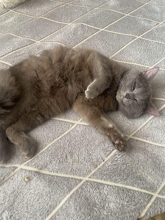 Отдам кота в добрые руки