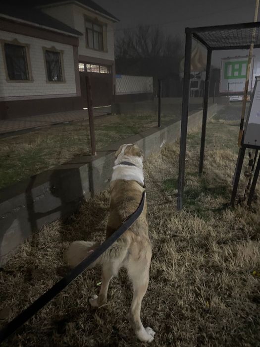Собака алабай сатылады срочно
