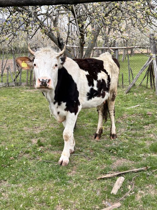 Vaca baltata romaneasca