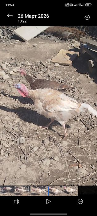 Продам молодых индюков самцов