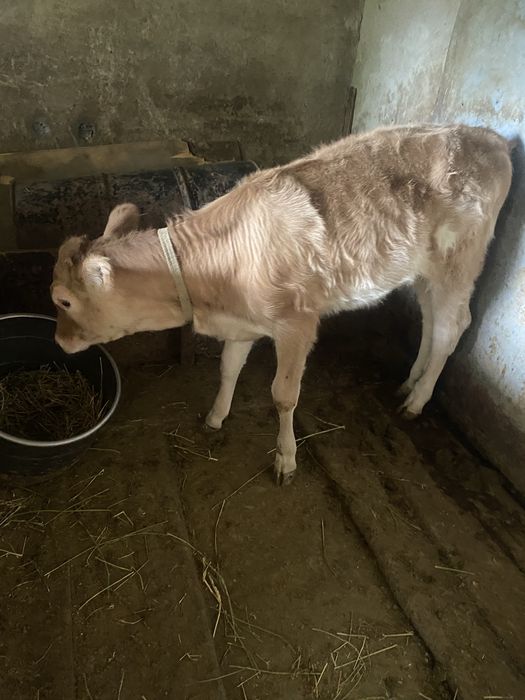 Продаётся корова