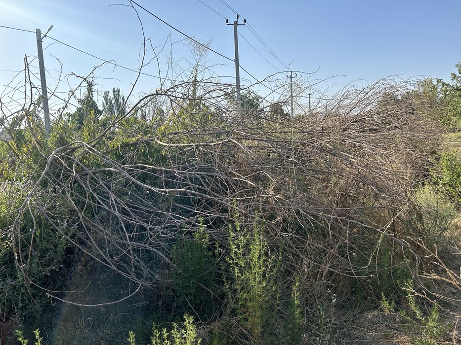 Тұт ағашы Отын бар