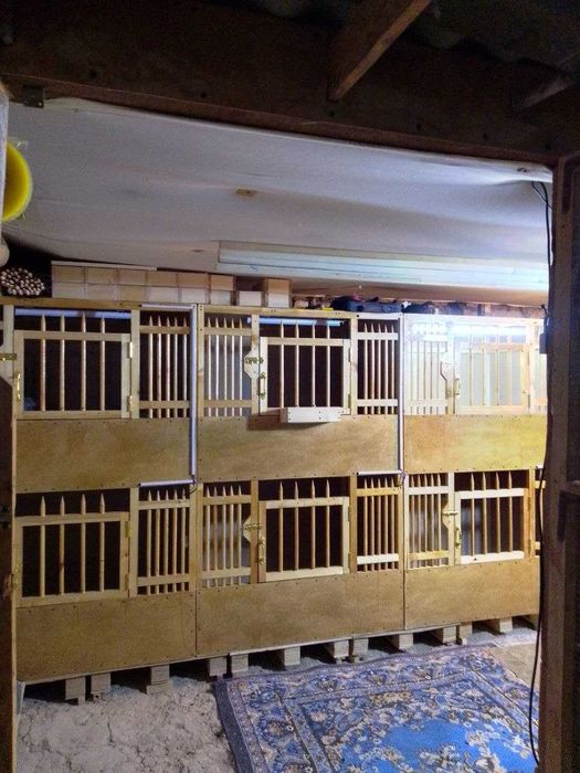 Xorozjila uchun maxsilis kataklar