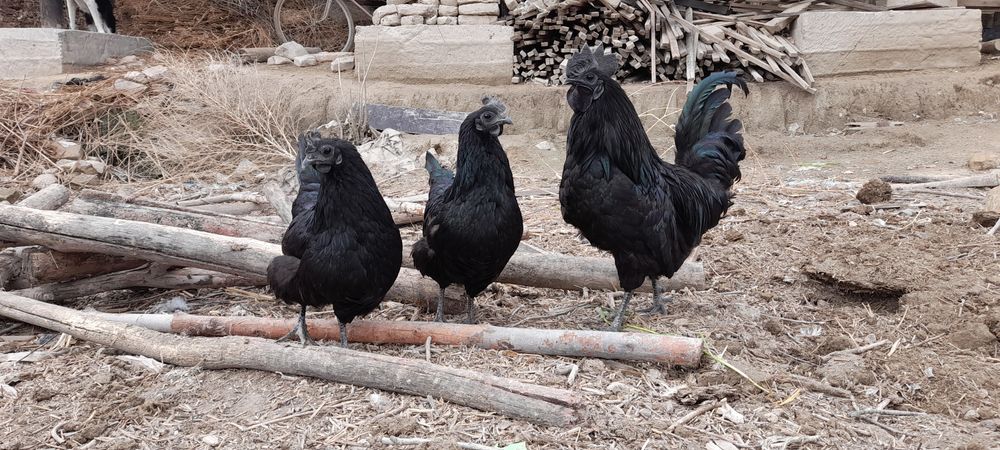 Aym cemani tuxumlari sotiladi 10 mingdan