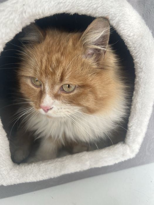 Котенка в добрые руки отдам