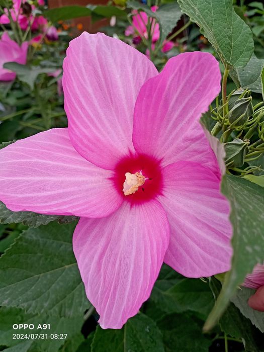 Травянистый гибискус