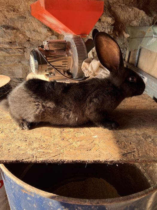 Iepure uriasi belgian