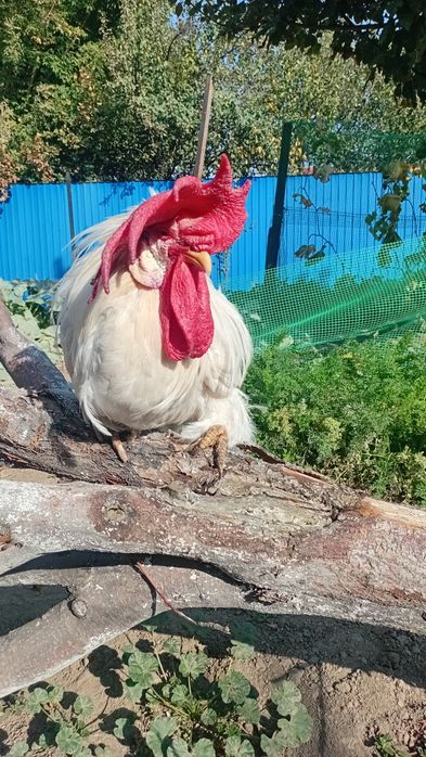 Продам петуха леггорна