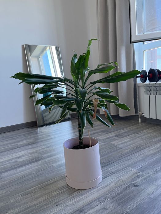 Драцена пальма комнатное растение