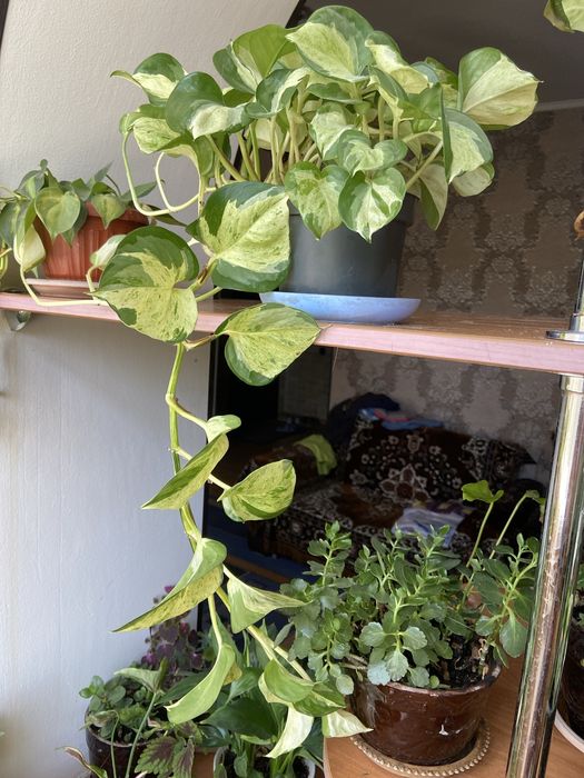 Продам вьющийся сортовой сциндапсус