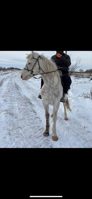 Жеребец,Айгыр или обмен предлогайте
