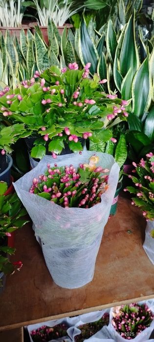 Спатифилум сенсация гигант