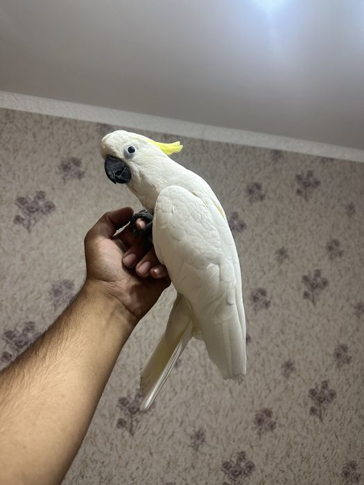 Әйелдің жоғарғы секс техникасы