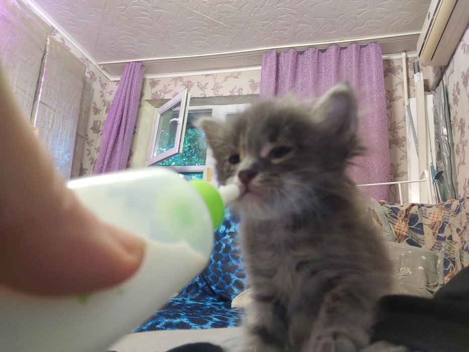 Отдам котят в добрые руки