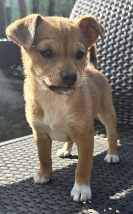 Подарявам кученца