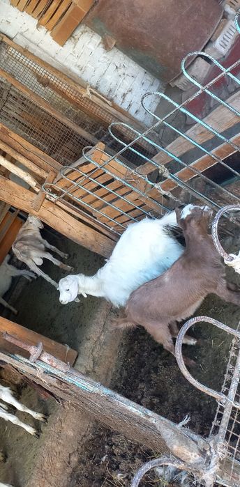 Зотдор эчкилар 3литрдан сут беради