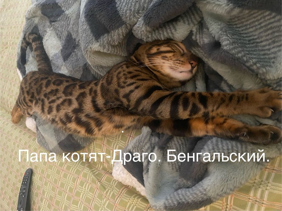 Продаются бенгальские котята