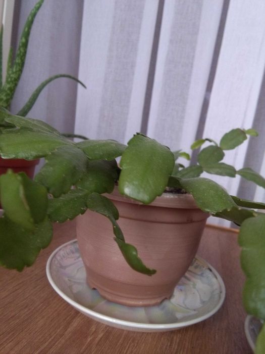 Декабрист   - шлюмбергер