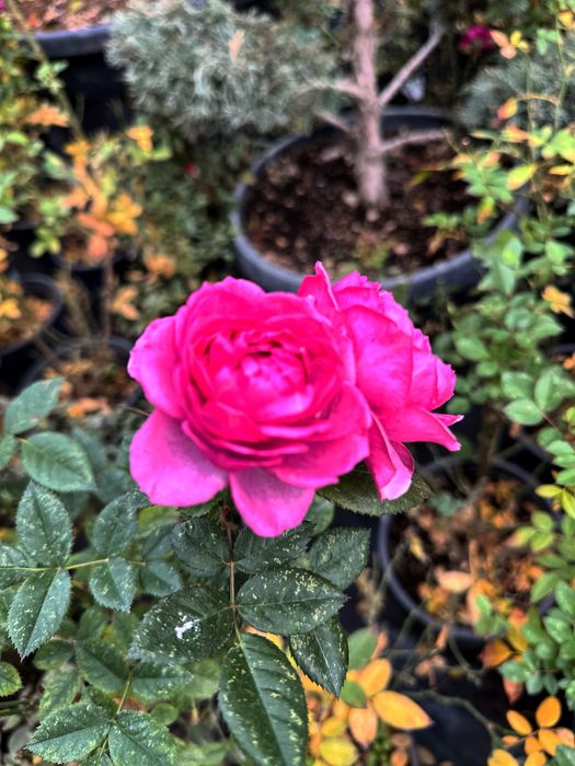 Атиргул сотувда