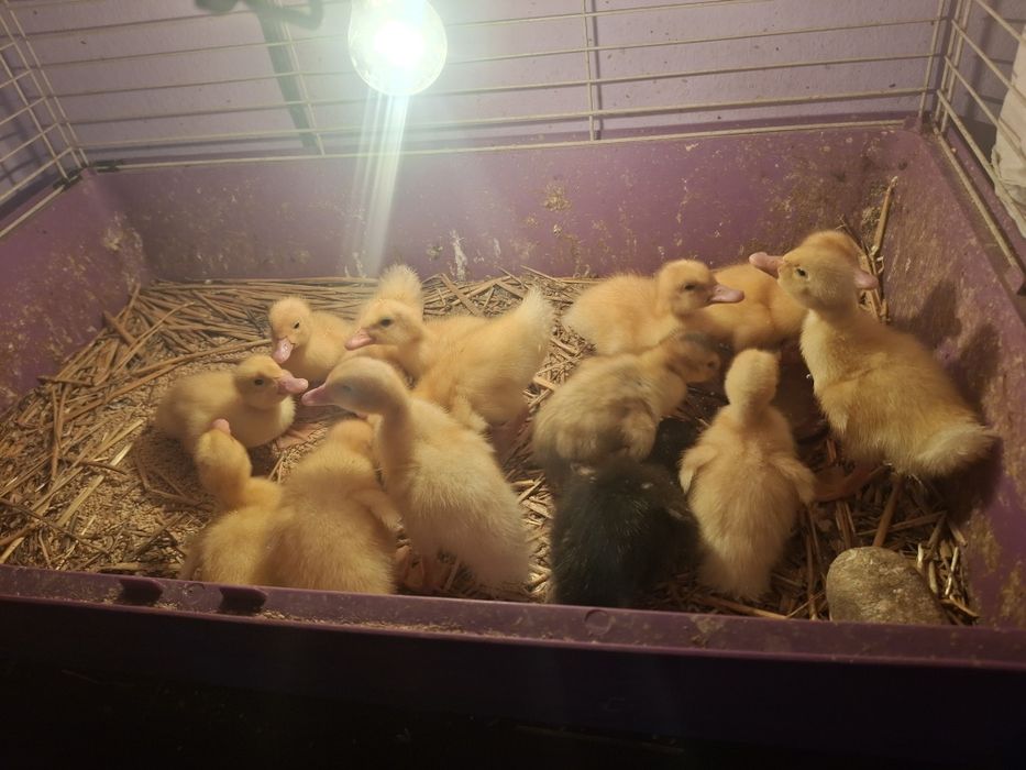 Vând boboci de rață