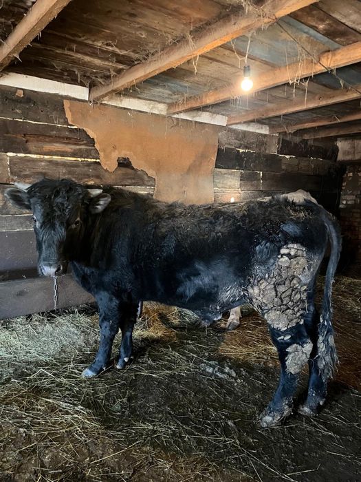 Мясо говядины, молодой бычок