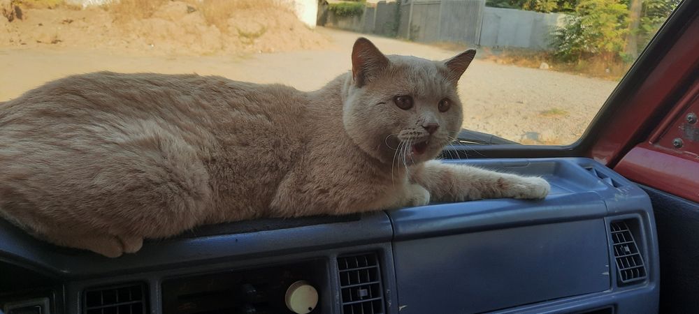 Mushuk sotiladi domashniy