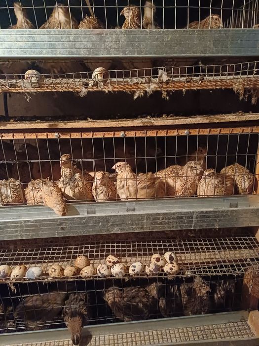 Бодене енді жұмыртқаға кірген