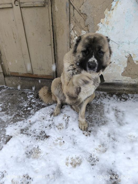 Кавказская овчарка 4 года