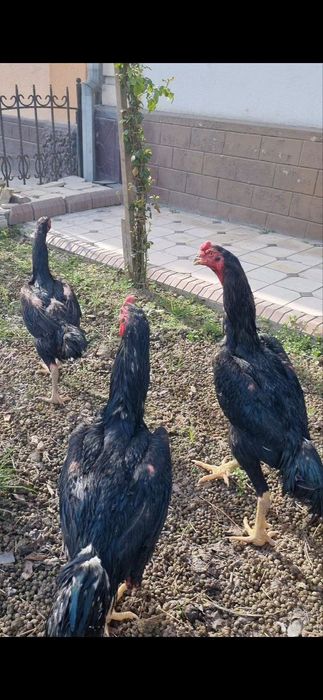 Шамо зот жўжалари сотилади