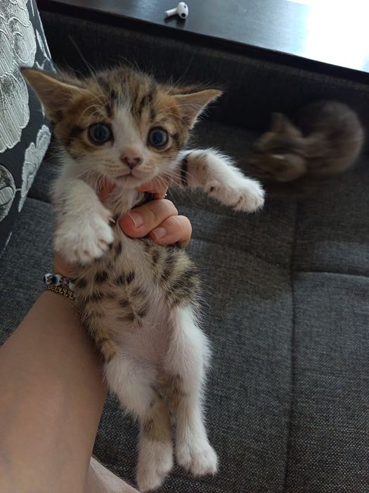 Котята бесплатно