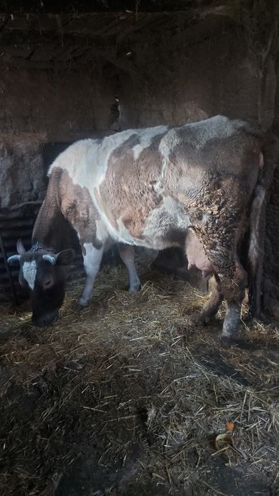 Крава заплодена във 5 месец